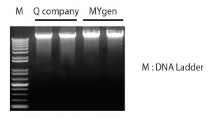Gene Xpress Mygen Genomic Preparation Kit column
