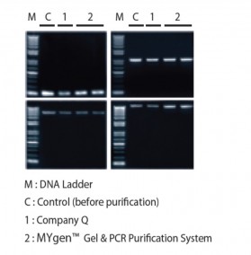 Gene Xpress Mygen Gel PCR Purification System